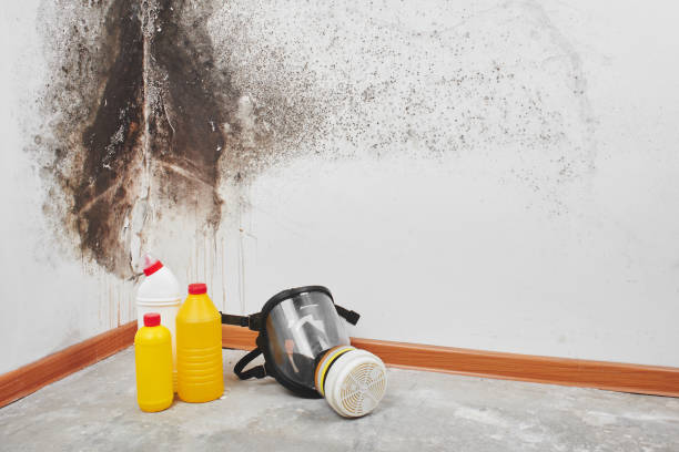 Best Local Mold Removal Service  in Dahlone, GA