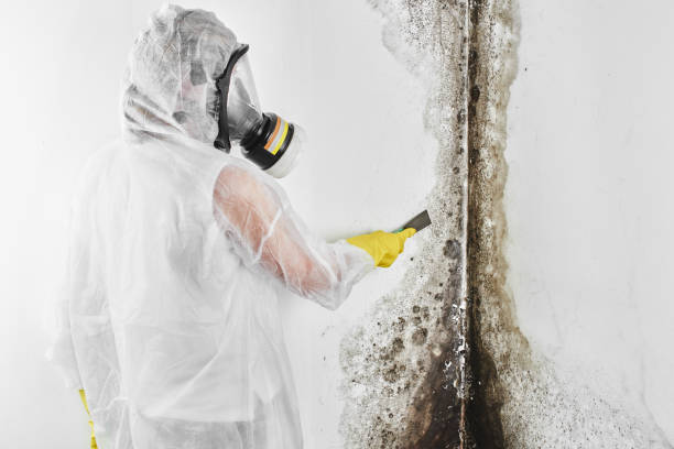Best Fast Mold Removal  in Dahlone, GA