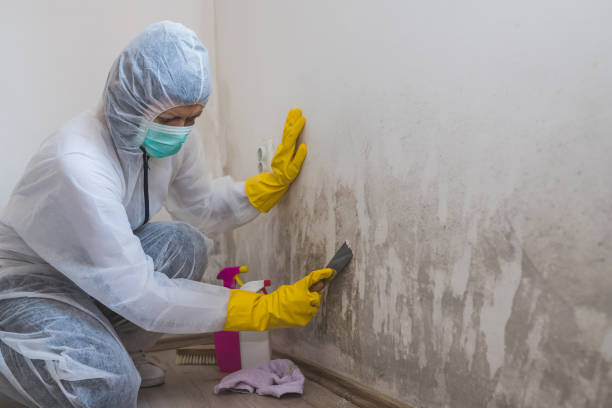 Best Attic Mold Removal  in Dahlone, GA
