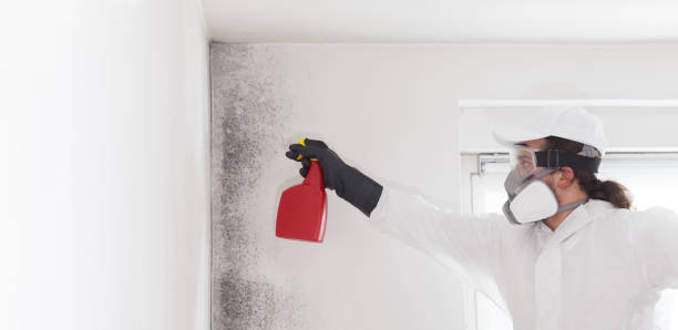 Professional Mold Removal in Dahlonega, GA