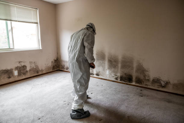 Reliable Dahlonega, GA Mold Removal Solutions
