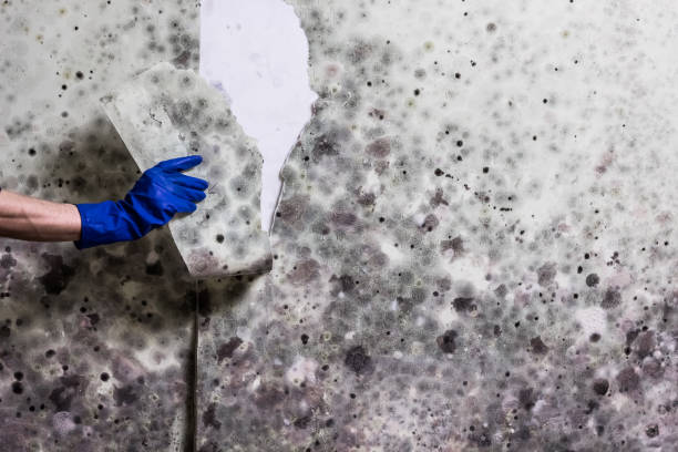 Best Best Mold Removal Companies  in Dahlone, GA