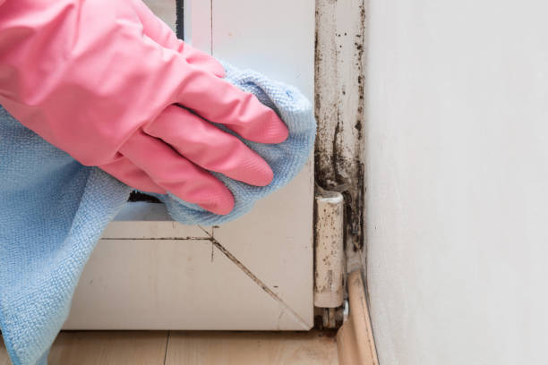 Best Same-Day Mold Removal  in Dahlone, GA